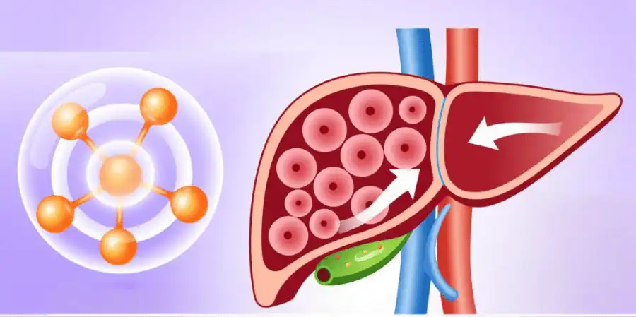 Liposomal Milk Thistle: A Game-Changer in Liver Support