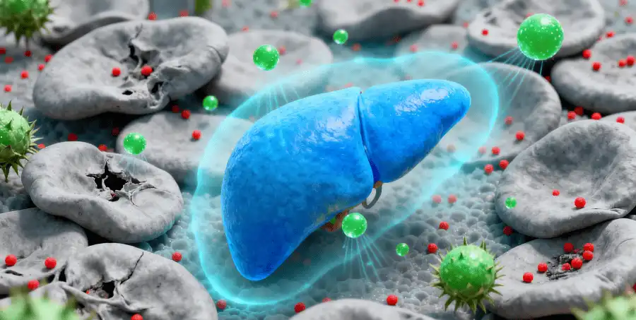 Liposomal Milk Thistle and Its Benefits Liposomal Milk Thistle and Its Benefits