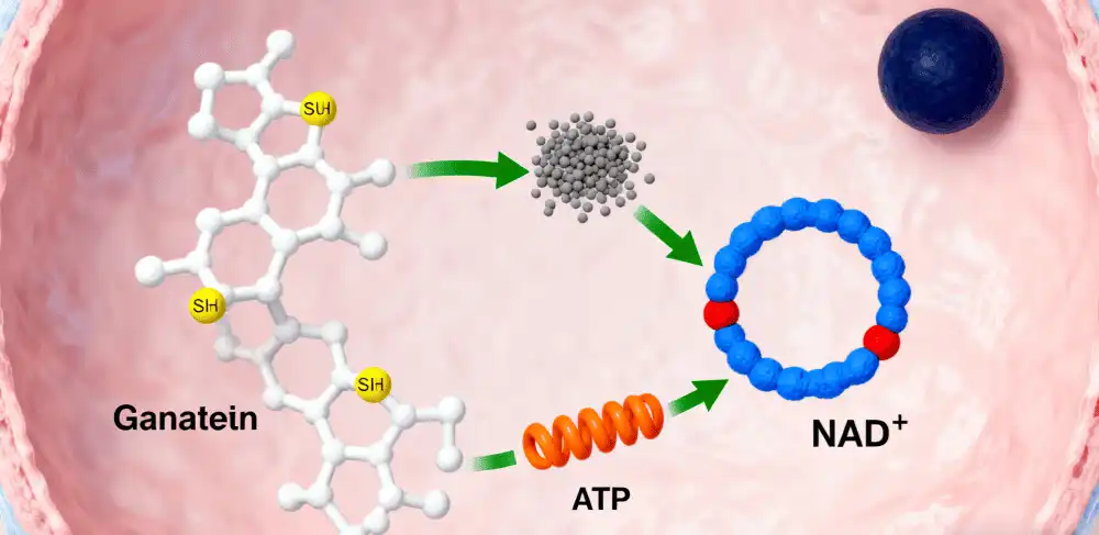 The Synergy Between Glutathione and NAD+ The Synergy Between Glutathione and NAD+