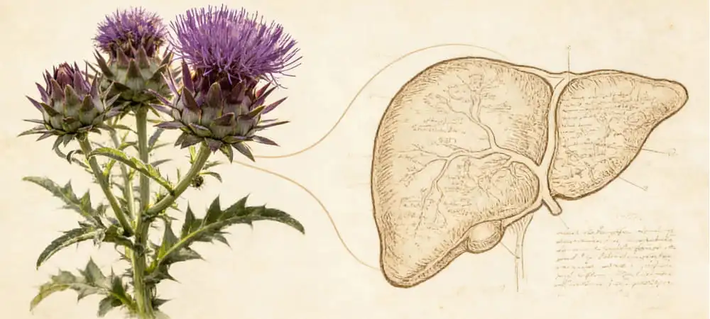 Milk Thistle and Its Traditional Use for Liver Health Milk Thistle and Its Traditional Use for Liver Health