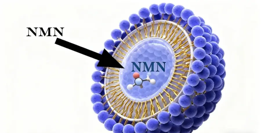 Liposomal NMN Powder