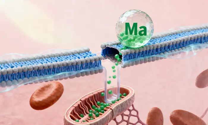 Comment choisir la poudre de magnésium liposomale adaptée aux produits à haute absorption ?