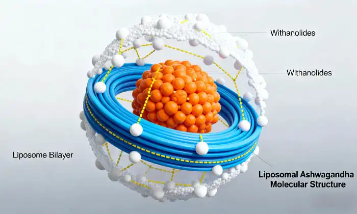 Comment choisir le meilleur fournisseur d'ashwagandha liposomale pour votre marque ?