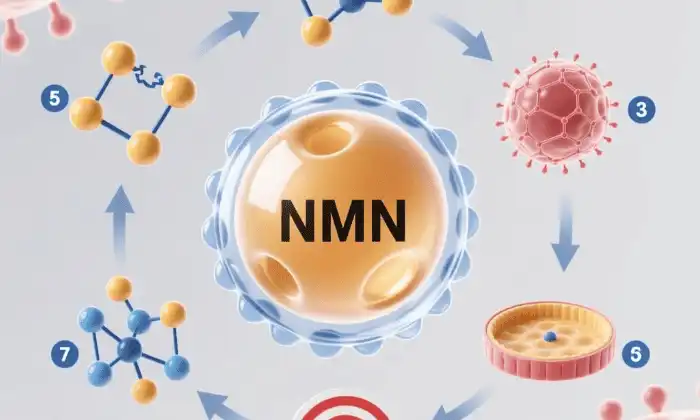 La poudre NMN liposomale peut-elle améliorer la fonction cognitive&nbsp;?
