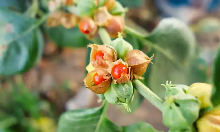 Ashwagandha liposomale pour la nutrition sportive&nbsp;: bienfaits et applications