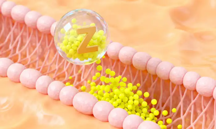 Production de zinc liposomal OEM/ODM&nbsp;: points clés à considérer